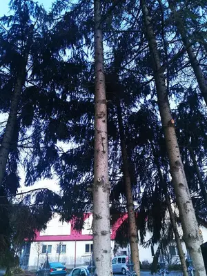 a group of trees in front of a building at Hotel Zabawa in Zabawa