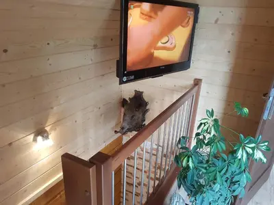 a tv hanging on a wall next to a staircase at Gniewnik in Pcim