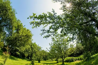 a row of trees in a grassy field at Dworek Galicyjski in Oświęcim