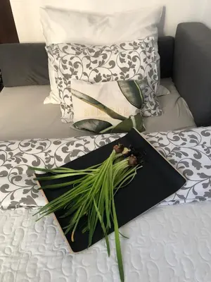 a tray with a plant on top of a bed at Nico Apartments in Kraków