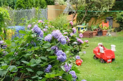 a garden with purple flowers and a toy car in the grass at Krakow 360 Apartment in Kraków