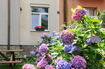 a bush of purple flowers in front of a window at Krakow 360 Apartment in Kraków
