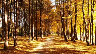 a path through a forest in the fall at Dwór Sieraków in Sieraków