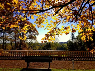 a park bench sitting under a tree with yellow leaves at Dwór Sieraków in Sieraków