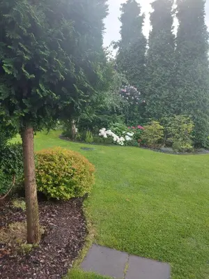 a garden with a tree and a field of grass at Apartament Rondo in Trzebinia