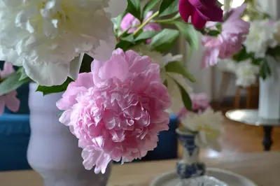 two vases filled with pink and white flowers on a table at Akwarela I in Kraków