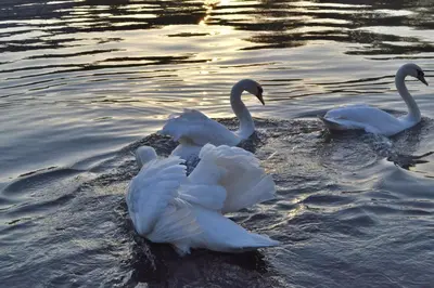 three white birds swimming in the water at Akwarela I in Kraków