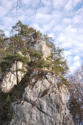 a tree on the side of a rocky mountain at Pokoje Gościnne u Grażyny in Ojców