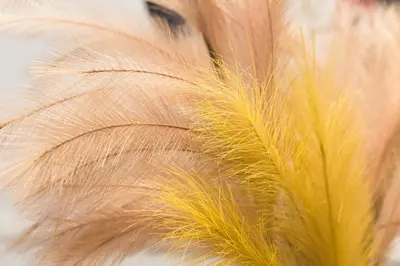 a close up of a brown and yellow feather at Unique apartments Krasinskiego street in Kraków