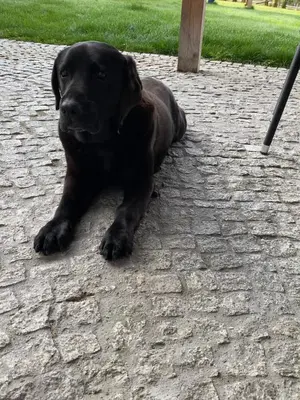 a black dog laying on a stone ground at Domki, apartament, pokój, Limanowa in Limanowa