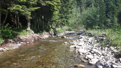 a river with rocks and trees on the side at Pokoje u Zajdy in Zawoja