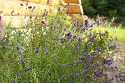 a bunch of purple flowers in a garden at CHATA PACHNĄCA LASEM in Andrychów
