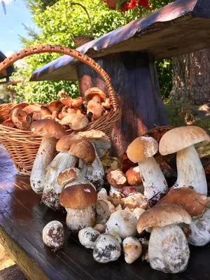 a basket of mushrooms sitting on a table at Agroturystyka Pod Modrzewiem - Babia Góra in Zubrzyca Górna