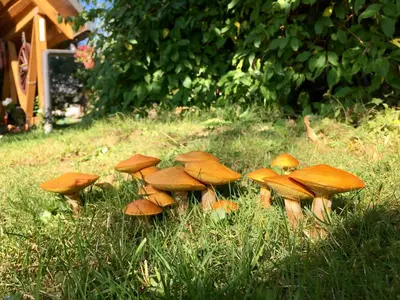 a group of brown mushrooms in the grass at Agroturystyka Pod Modrzewiem - Babia Góra in Zubrzyca Górna