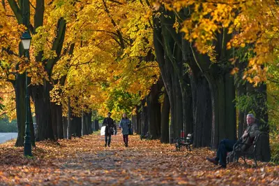 a group of people walking down a tree lined path at Camera Apartments in Kraków