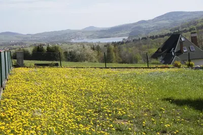a field of yellow flowers with a house in the background at Domek Tadeusz in Śleszowice Górne