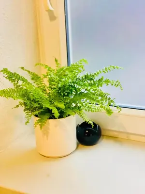 a green plant sitting on a window sill at Apartment in Ivy covered house, near Old Town in Kraków