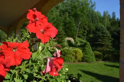 a bush of red flowers in a garden at Zawojka in Zawoja