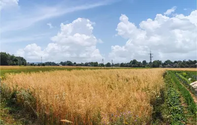 a field of tall grass with a blue sky and clouds at One-Bedroom Holiday Home In Biadoliny Szlachecki in Biadoliny Szlacaheckie