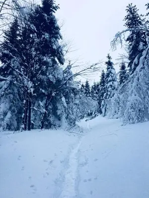 a snow covered road with trees in the background at Domek Agroturystyczny na Putówce in Słopnice