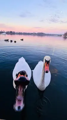 two swans are swimming in the water at Costa del Kryspi Całoroczne Domy na Wodzie in Cholerzyn