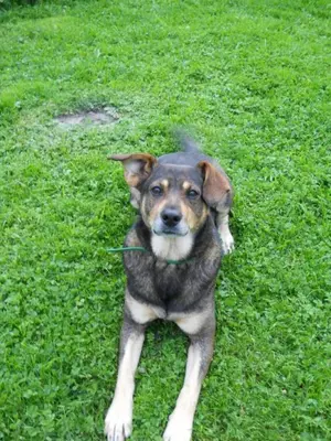 a dog laying on the grass in the grass at Gospodarstwo Agroturystyczne Dolina Zachwytu in Sułoszowa