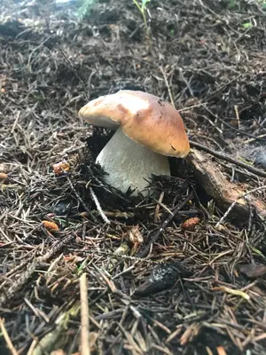a mushroom sitting on the ground in the grass at APARTAMENTY-STUDIO noclegi wczasy wakacje ferie - pobyty rodzinne in Rabka