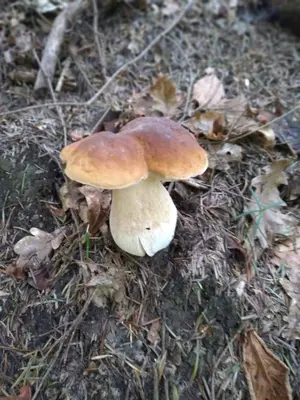 a brown and white mushroom sitting on the ground at PoziomKA in Jaszczurowa