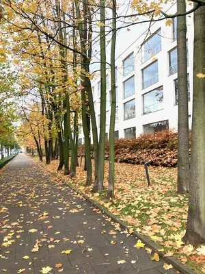 a tree lined street with a bench in front of a building at Apartment Novum Rakowicka Street in Kraków