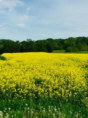 a field of yellow flowers in a field at Dom Pod Orzechem in Łapczyca