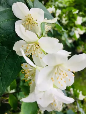 a close up of white flowers on a tree at Dom Pod Orzechem in Łapczyca