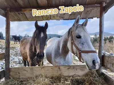 two horses are standing next to a fence at Ranczo Zapole in Zasadne