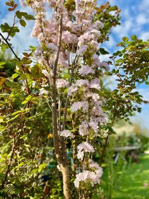 a tree with pink flowers in a garden at Brzozowy Gaj in Bachowice