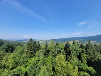 an overhead view of a forest of trees at Na Szlaku - domki do wynajęcia in Rabka