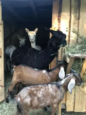 a group of animals in a barn eating hay at Chata Pod Lasem in Poręba