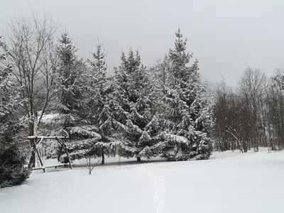 a group of pine trees covered in snow at Zajazd Joniec Małgorzata in Dobra