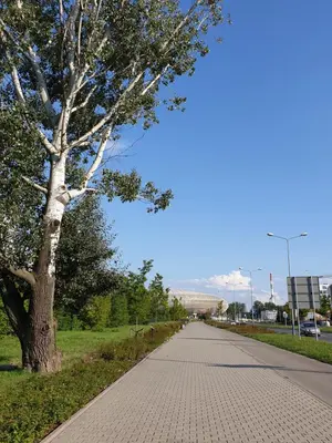 a tree on the side of a road at ap4you Tauron Cracow in Kraków