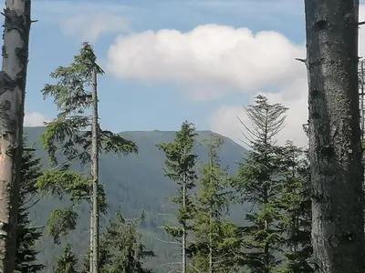 a view of a mountain through the trees at Zakątek DoriMaks in Zawoja