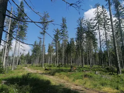 a dirt road in a forest with tall trees at Zakątek DoriMaks in Zawoja