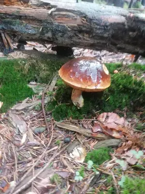 a mushroom sitting on the ground in the grass at Zakątek DoriMaks in Zawoja