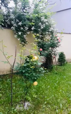 a garden with a tree with flowers in the grass at Joanna in Kraków
