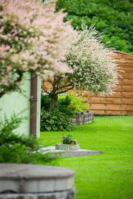 a garden with pink flowering trees and a fence at Zielona willa in Rabka