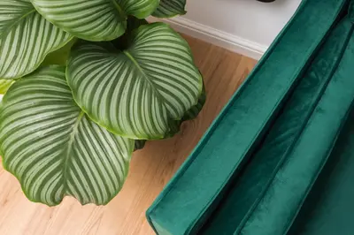 two green plants sitting on a wooden floor at City of the Kings - Botany Bay Apartment in Kraków