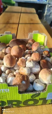 a box of mushrooms on a wooden table at Domki na Zagroniu in Koninki