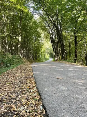 an empty road with trees on the side of it at Wioska Jasia i Małgosi in Izdebnik