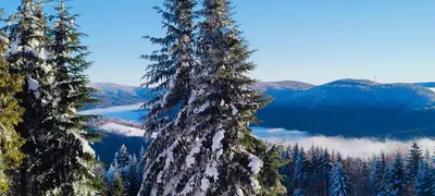 two tall pine trees with a view of a mountain at Agroturystyka na szlaku in Lubomierz