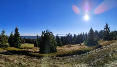 a view of a field with trees on a hill at Agroturystyka na szlaku in Lubomierz