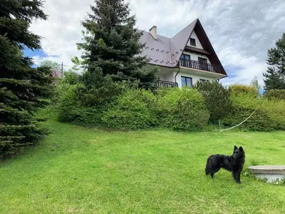 a black dog standing in front of a house at DOM KKK in Rabka