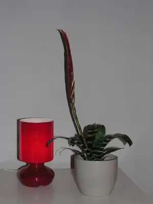 a plant in a pot next to a red lamp at Apartament Amaryllis in Kraków