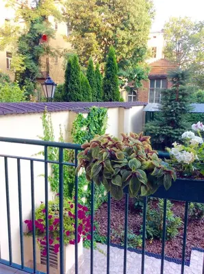 a balcony with a plant on a fence at Apartament Amaryllis in Kraków